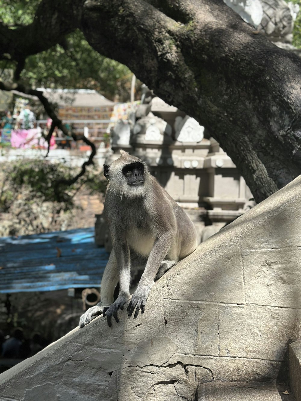 a monkey is sitting on a ledge near a tree