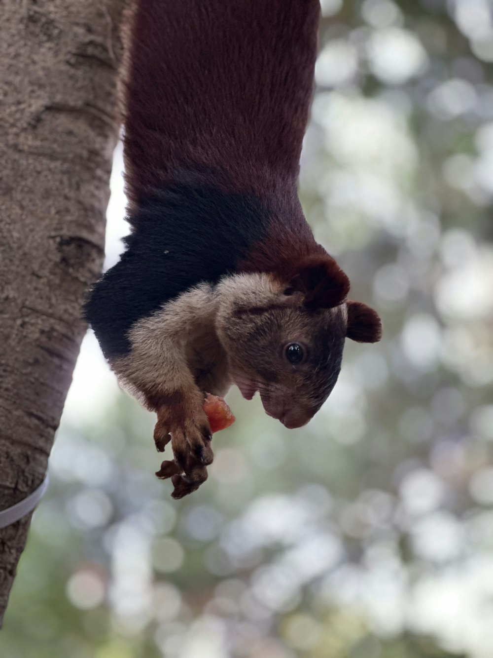 a small animal hanging upside down from a tree