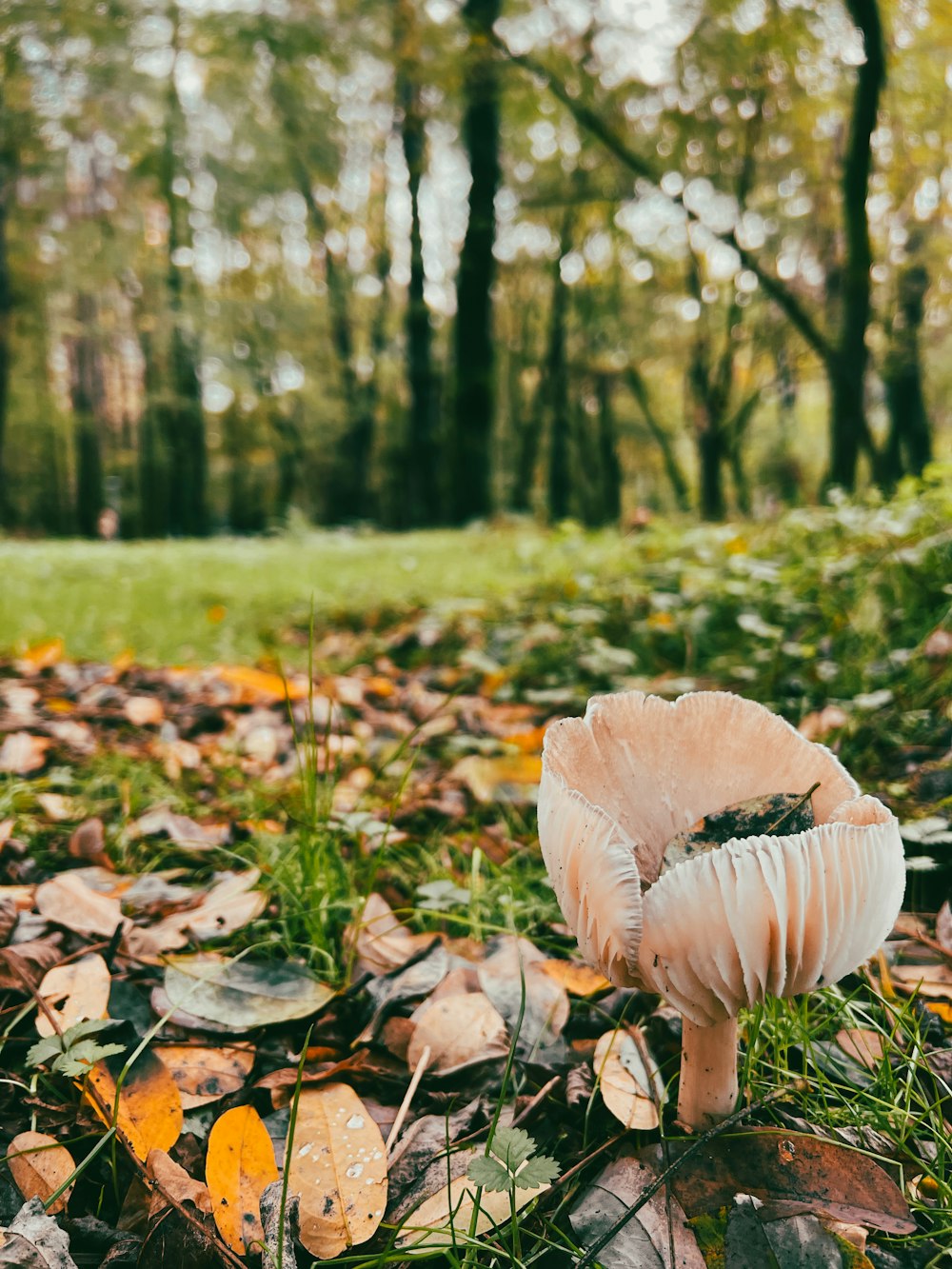 a mushroom sitting on top of a pile of leaves