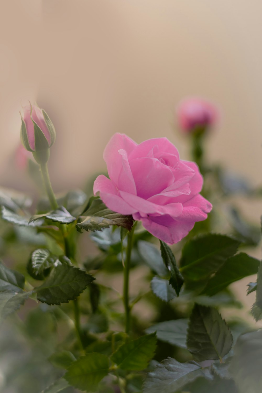 a close up of a pink rose with green leaves