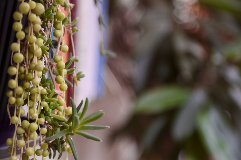 a bunch of green berries hanging from a tree