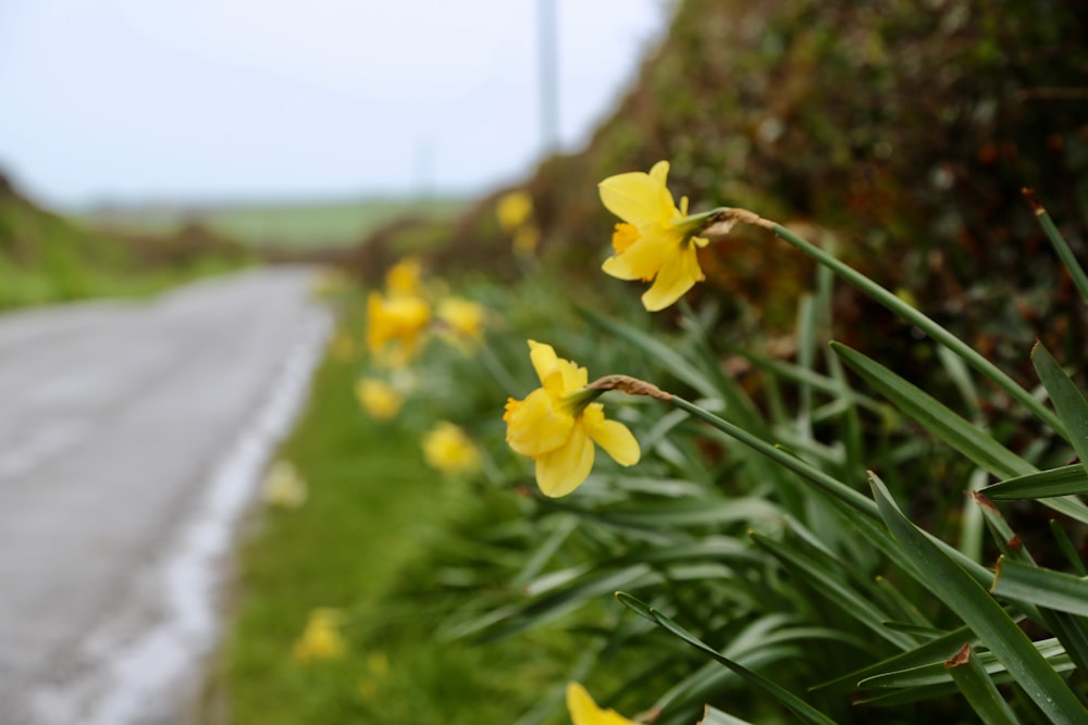 a bunch of flowers that are by the side of the road