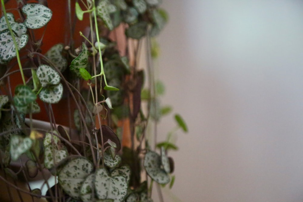 a close up of a plant on a wall