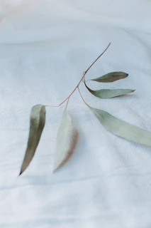 A peaceful morning scene featuring soft white linens and a subtle hint of natural greenery