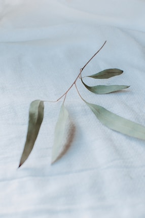 A delicate sprig with narrow green leaves lies on a soft, textured white fabric. The composition is minimalistic with a serene and natural feel.