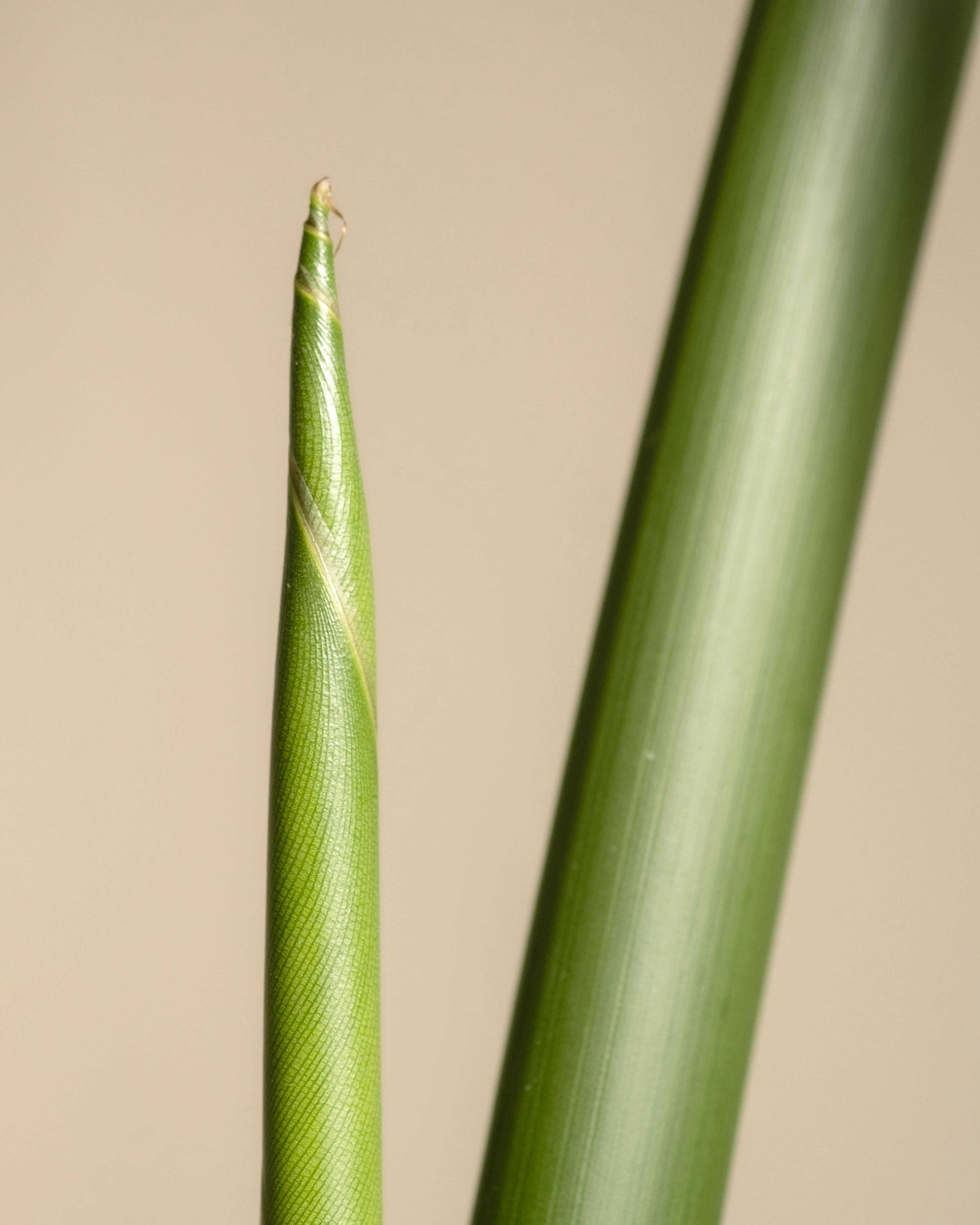 Photo by feeypflanzen