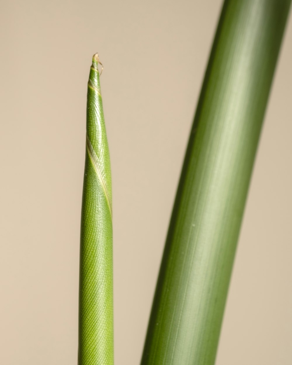 a close up of a green stem of a plant