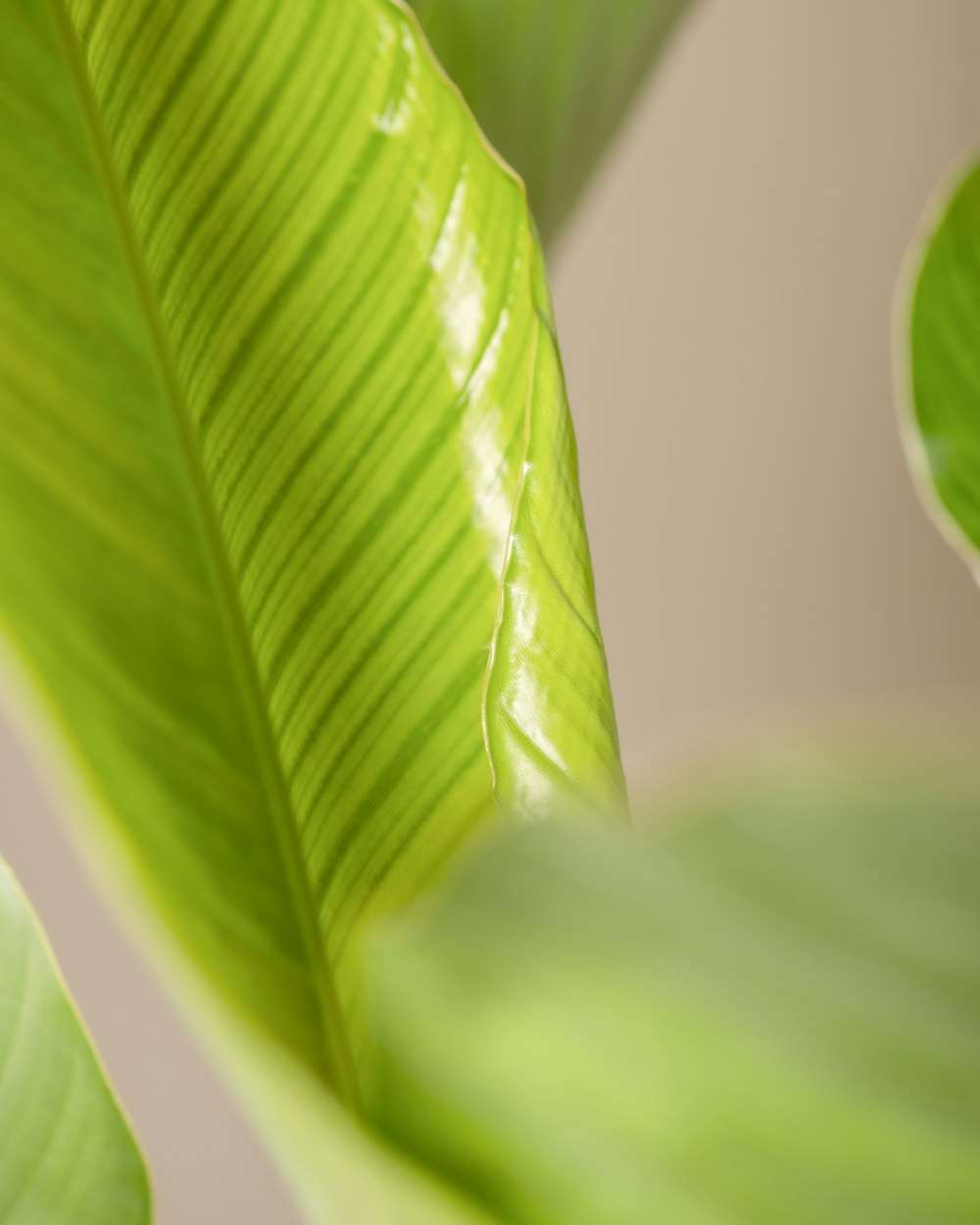 a close up of a large green leaf