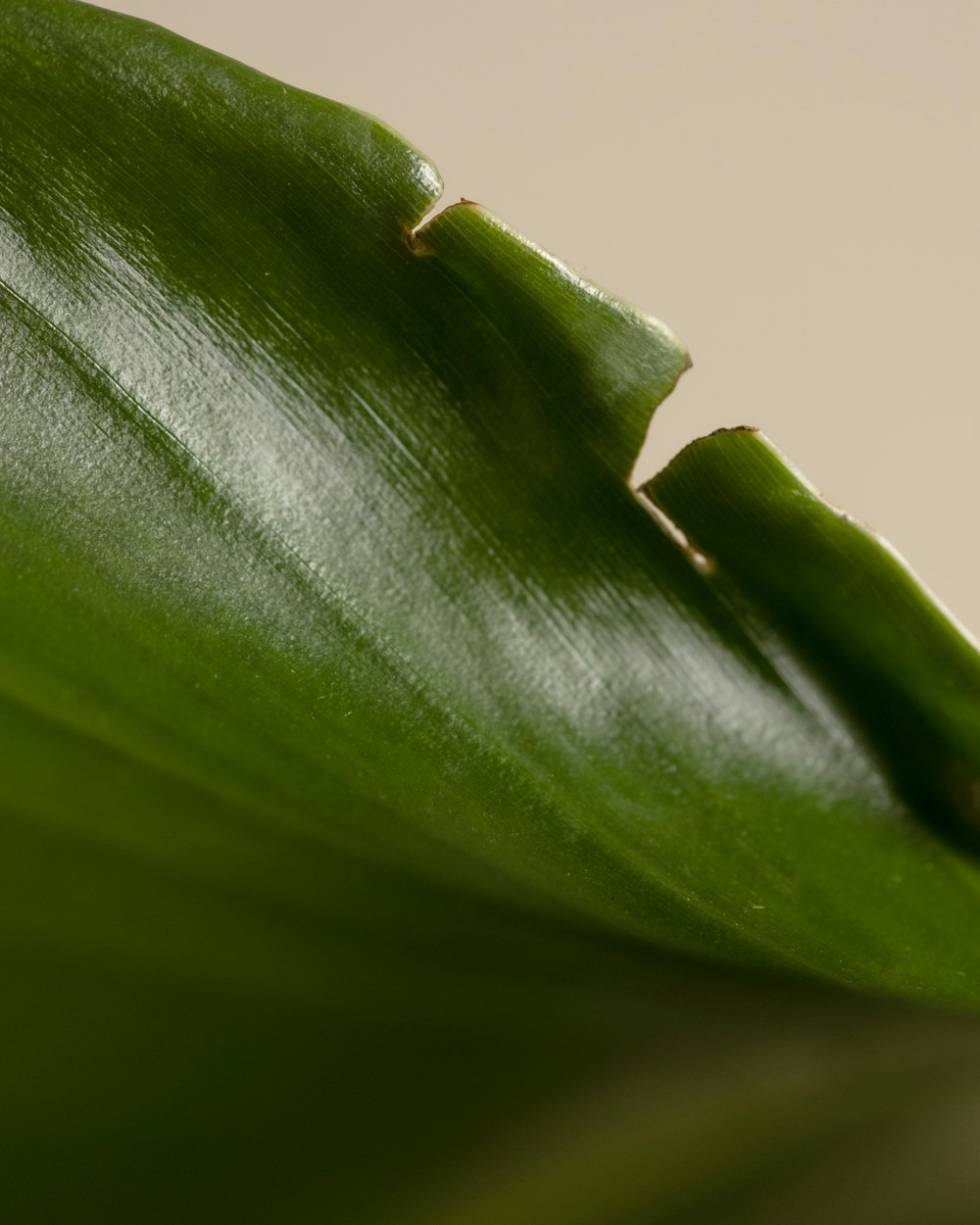 a close up view of a green leaf