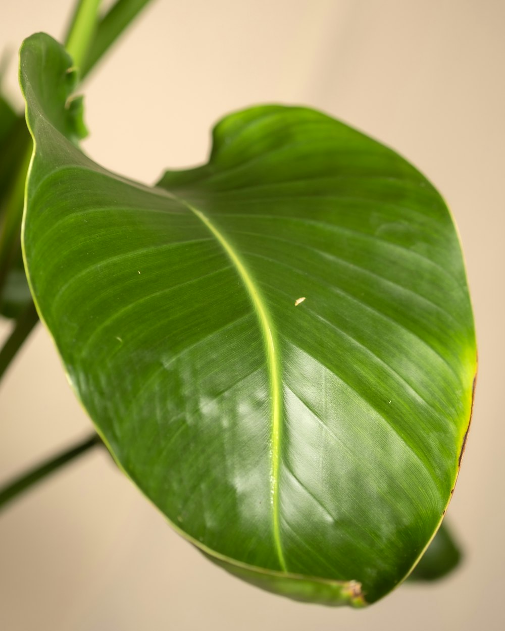 a close up of a large green leaf