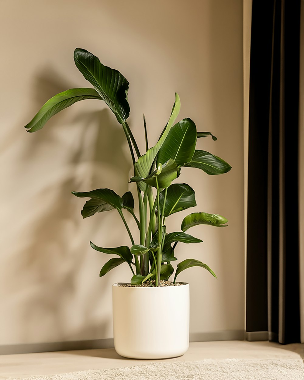 a potted plant sitting on top of a table