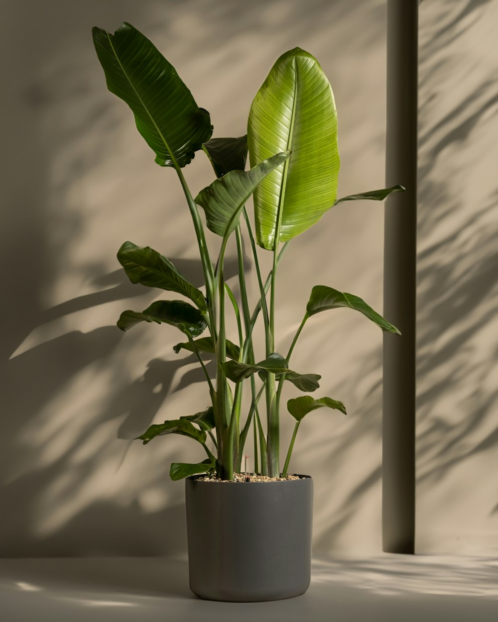 a plant in a pot on a table