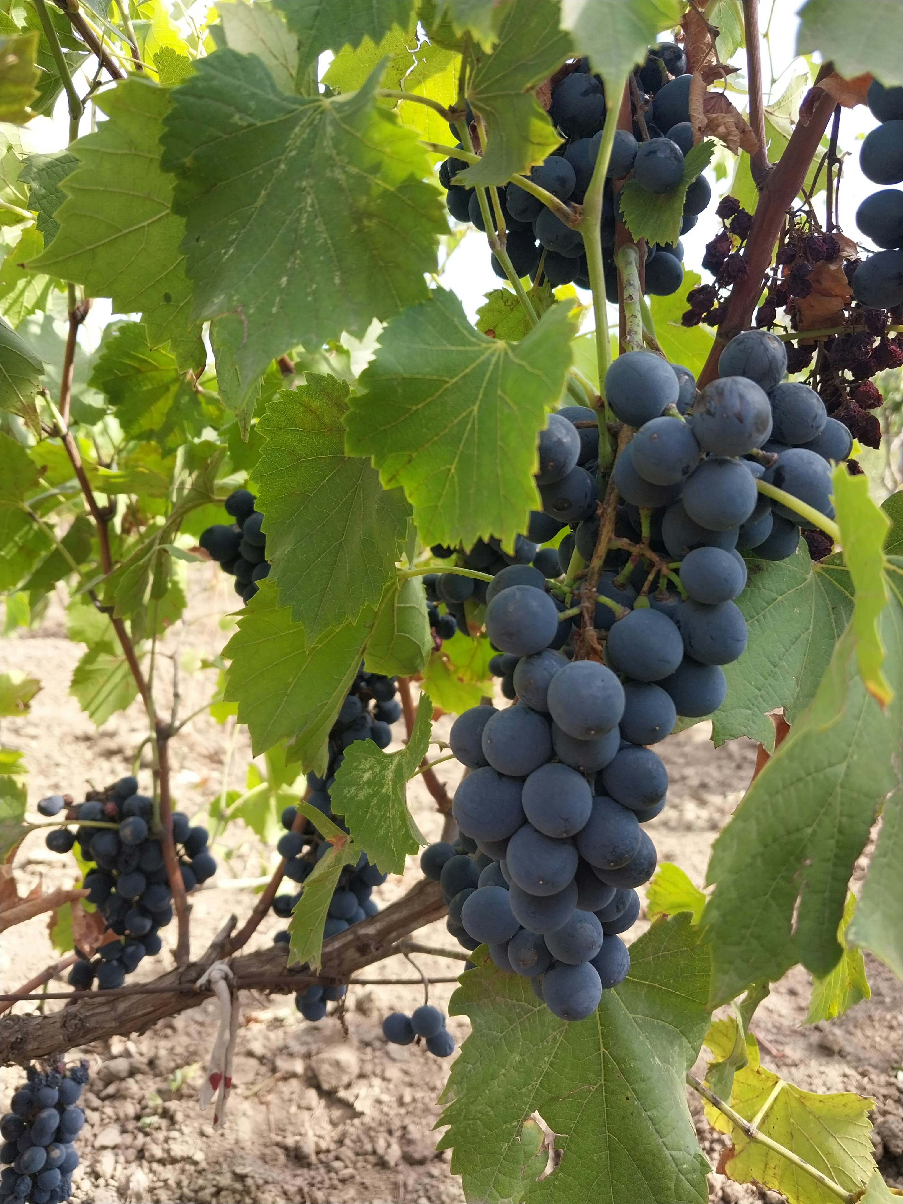 Photo by aliona_svet