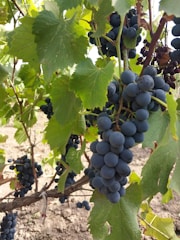 Clusters of ripe, dark blue grapes hang from vines surrounded by lush green leaves. The scene suggests a thriving vineyard with rich, fertile soil visible in the background.