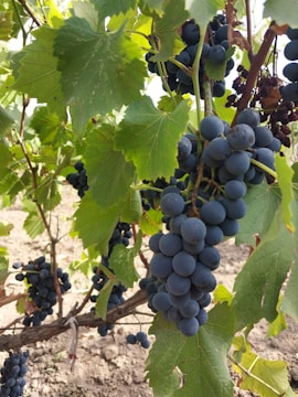 Clusters of ripe, dark blue grapes hang from vines surrounded by lush green leaves. The scene suggests a thriving vineyard with rich, fertile soil visible in the background.