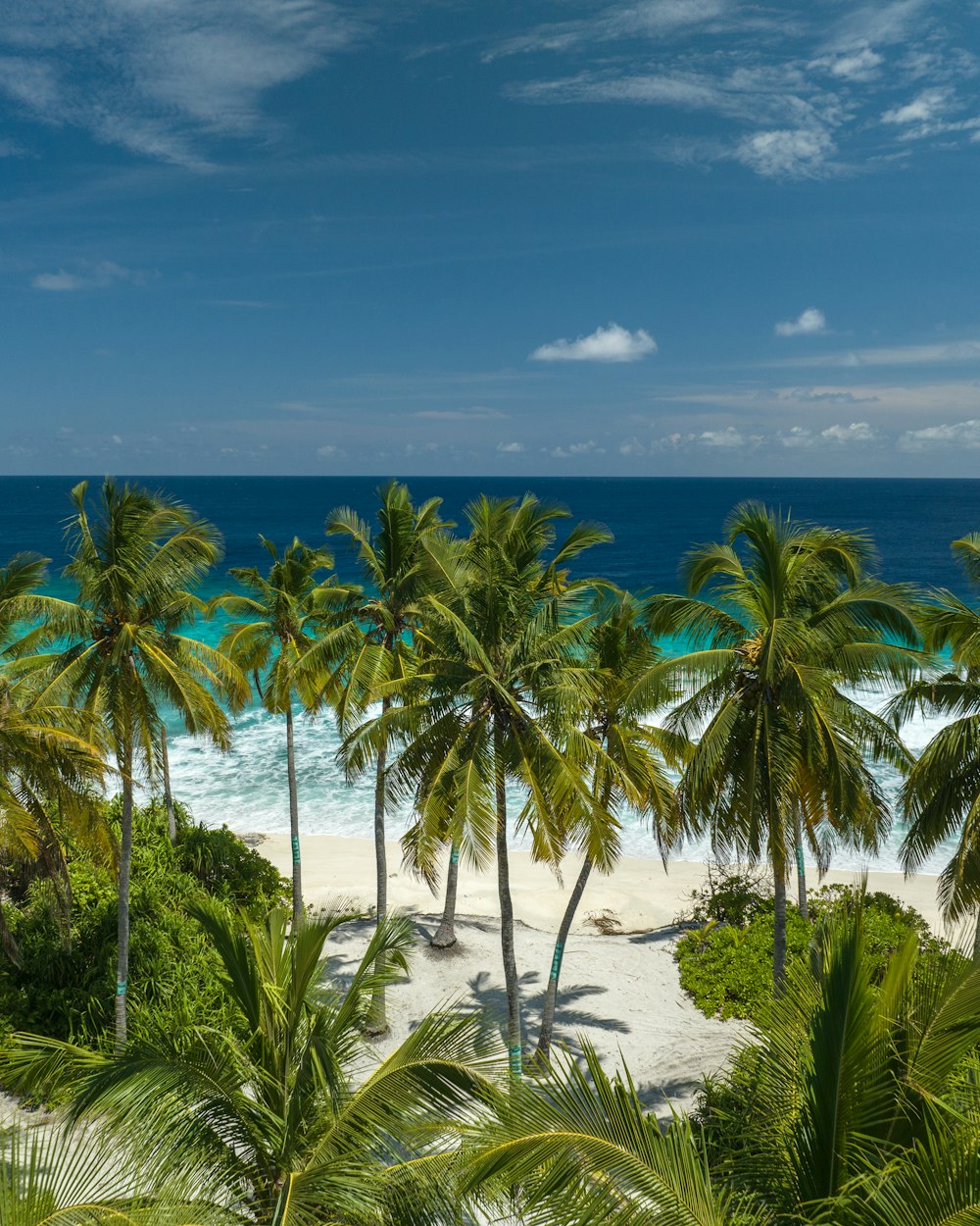 Ein Strand mit Palmen und dem Meer im Hintergrund