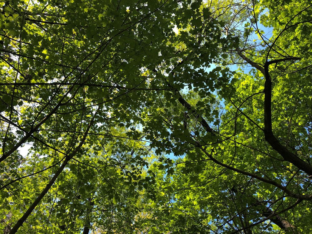 looking up into the canopy of a green forest
