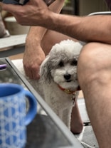A small, curly-haired dog with a red collar sits close to a person's legs. The scene appears to be outdoors, with a blue patterned mug on a glass table in the foreground. The focus is on the dog, which has a calm and curious expression.
