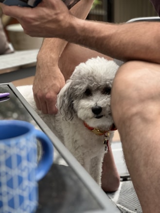 A small, curly-haired dog with a red collar sits close to a person's legs. The scene appears to be outdoors, with a blue patterned mug on a glass table in the foreground. The focus is on the dog, which has a calm and curious expression.