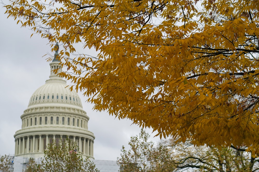 a view of the capitol building through the trees