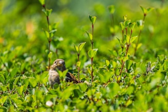 A serene scene of a flock of Gouldian finches fluttering among lush green leaves.