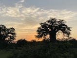 An ancient Serer shrine nestled beneath a sprawling baobab tree at sunset.