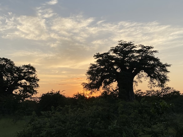 A large baobab tree stands prominently against a sunset backdrop, with the sun's orange glow peeking through its branches. The sky is partly cloudy with soft, scattered clouds, and the surrounding area is lush with green foliage and other trees.