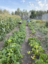Several rows of green crops grow in a well-maintained garden with a dirt pathway running between the rows. One row appears to be corn, while another row contains leafy green plants. In the distance, a person is bent over working amongst the plants, with tools or containers beside them. The background is filled with trees and there is a blue sky with scattered clouds overhead.