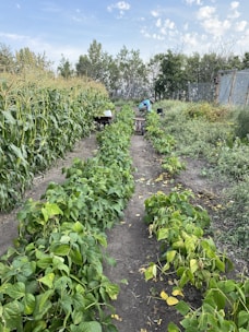 Several rows of green crops grow in a well-maintained garden with a dirt pathway running between the rows. One row appears to be corn, while another row contains leafy green plants. In the distance, a person is bent over working amongst the plants, with tools or containers beside them. The background is filled with trees and there is a blue sky with scattered clouds overhead.