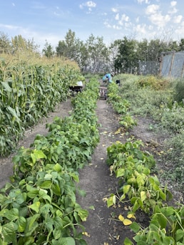 Several rows of green crops grow in a well-maintained garden with a dirt pathway running between the rows. One row appears to be corn, while another row contains leafy green plants. In the distance, a person is bent over working amongst the plants, with tools or containers beside them. The background is filled with trees and there is a blue sky with scattered clouds overhead.