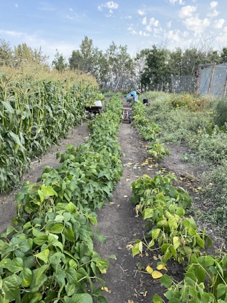 Several rows of green crops grow in a well-maintained garden with a dirt pathway running between the rows. One row appears to be corn, while another row contains leafy green plants. In the distance, a person is bent over working amongst the plants, with tools or containers beside them. The background is filled with trees and there is a blue sky with scattered clouds overhead.