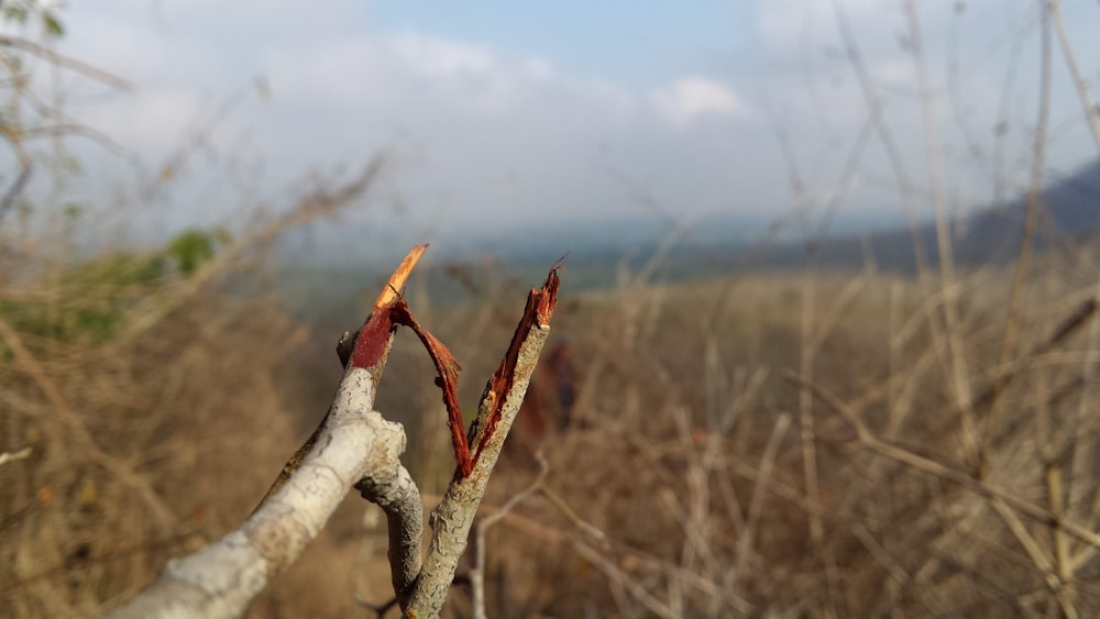 a close up of a tree branch in a field