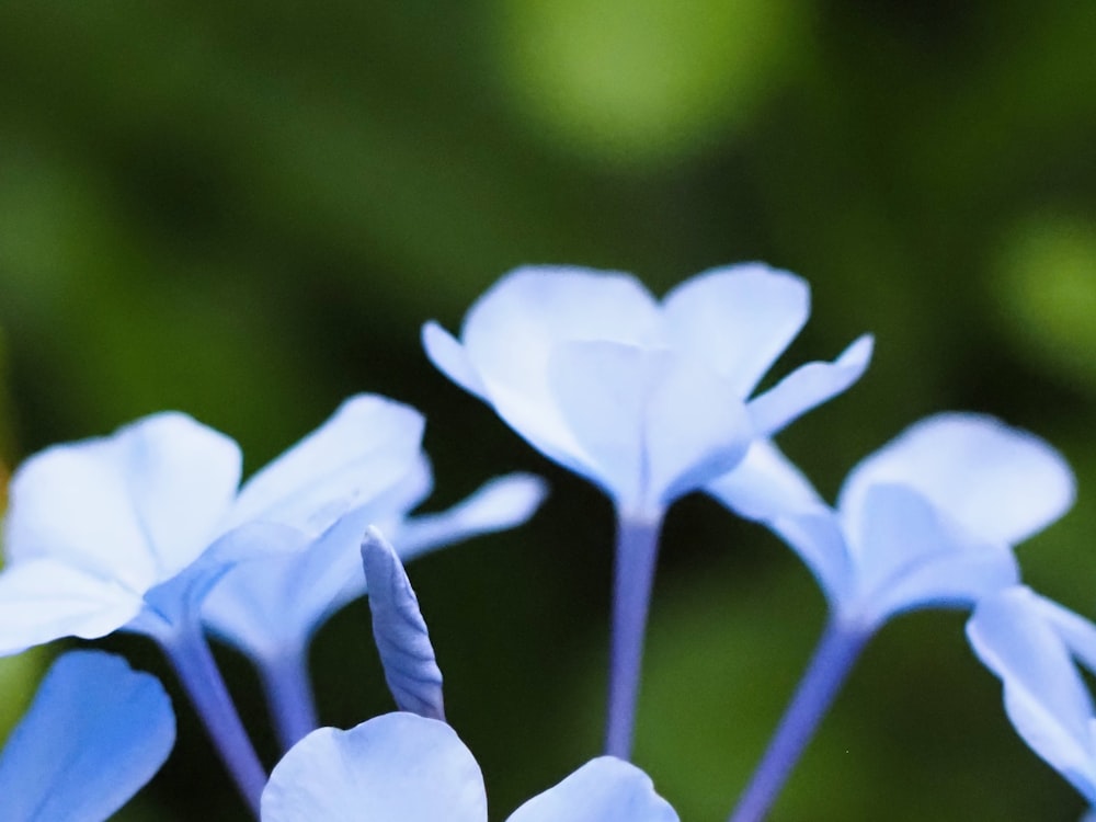 a group of blue flowers sitting on top of a lush green field