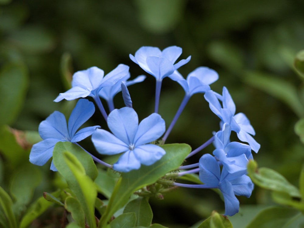 a close up of a blue flower with green leaves