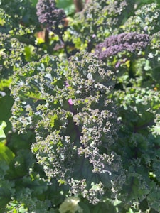 Organic Kale Bunch