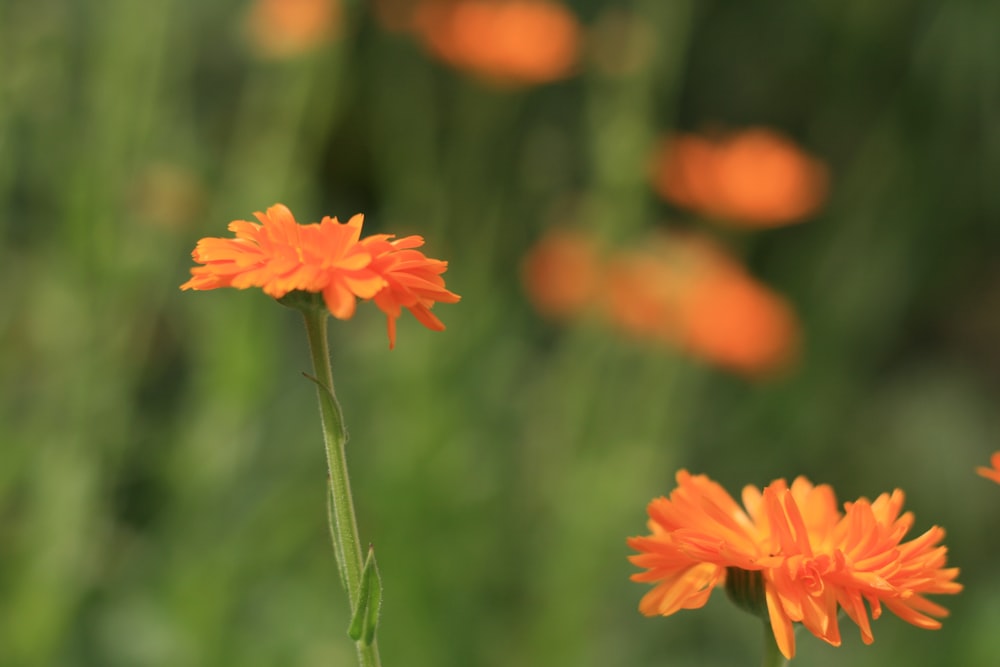 a close up of some orange flowers in a field