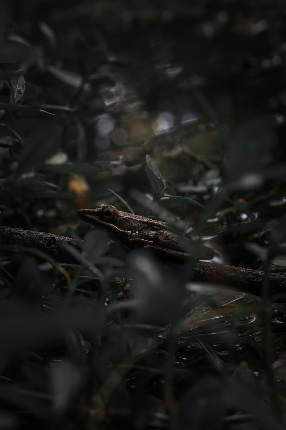 a lizard that is laying down in the grass