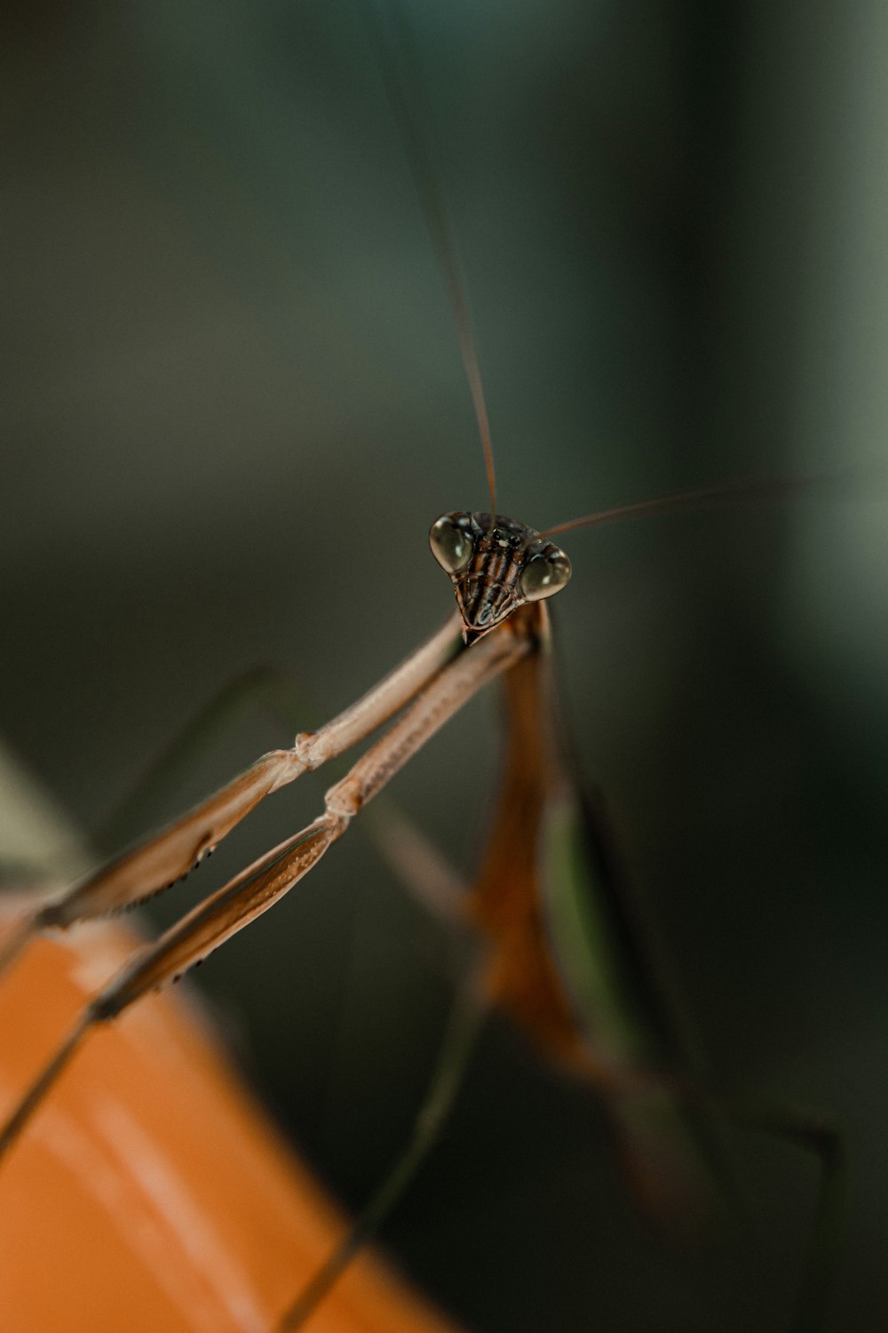 a close up of a grasshopper on a plant