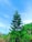 A tall evergreen tree stands amidst lush green foliage under a bright blue sky. The tree is surrounded by various plants, and there's a power line with poles extending into the distance.