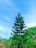 A tall evergreen tree stands amidst lush green foliage under a bright blue sky. The tree is surrounded by various plants, and there's a power line with poles extending into the distance.