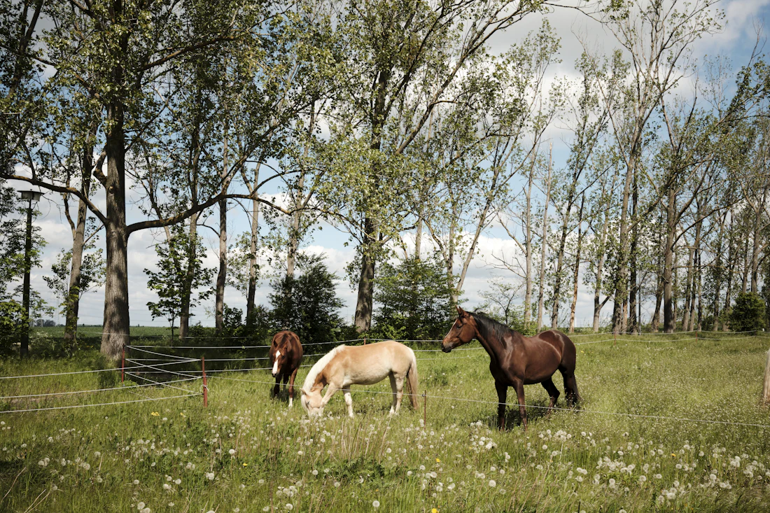 Horses in a pasture under tall trees
