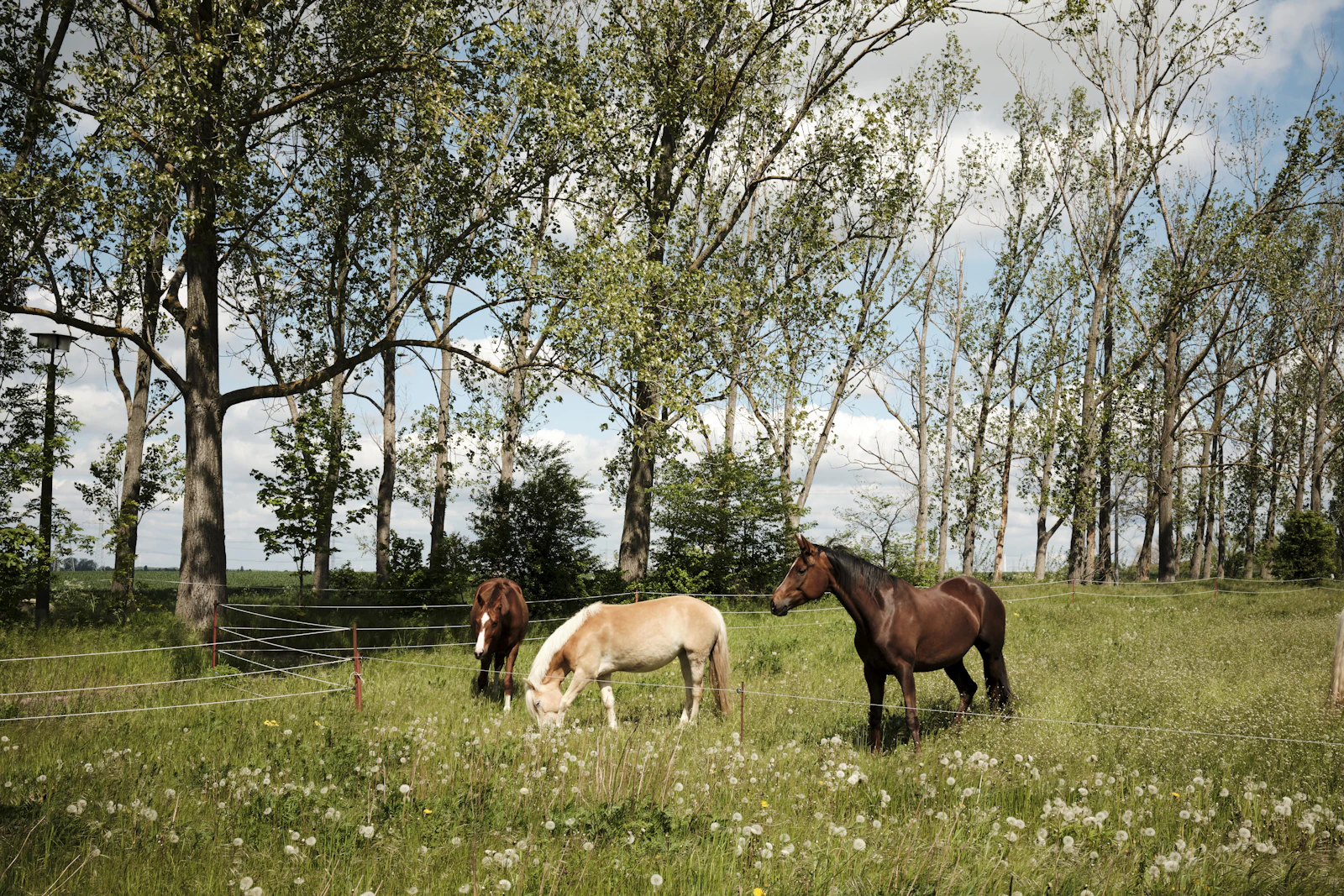 Lena’s Ranch