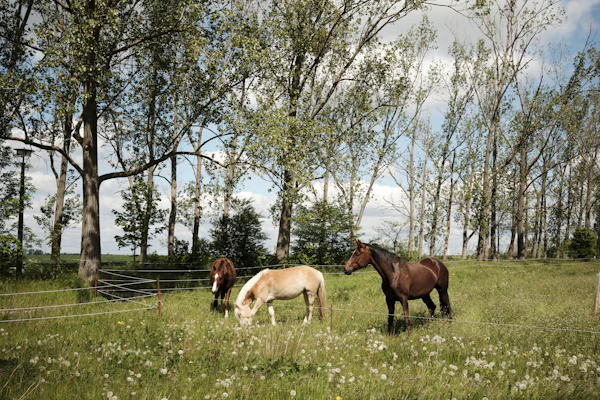Welcome to The Grazing Trust