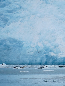 A vast expanse of icy terrain with a large glacier in the background. The foreground features a cold, bluish body of water dotted with small ice floes. Several seals are resting on the ice, and birds are flying nearby.