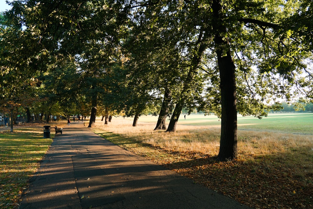 a tree lined path in a park with benches