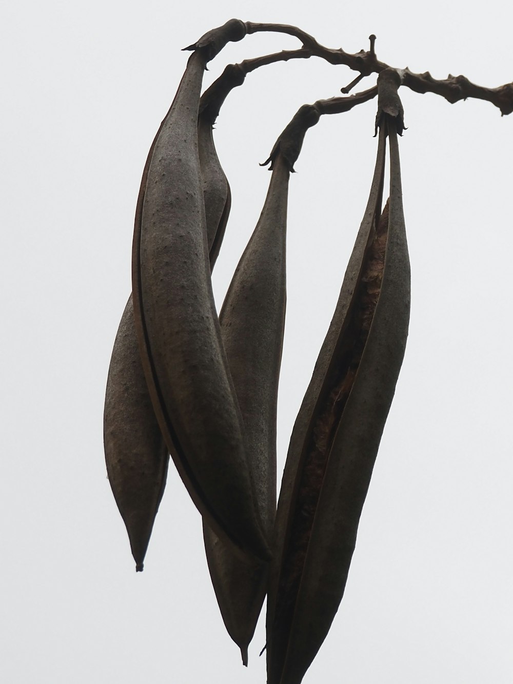 a close up of a seed on a tree branch