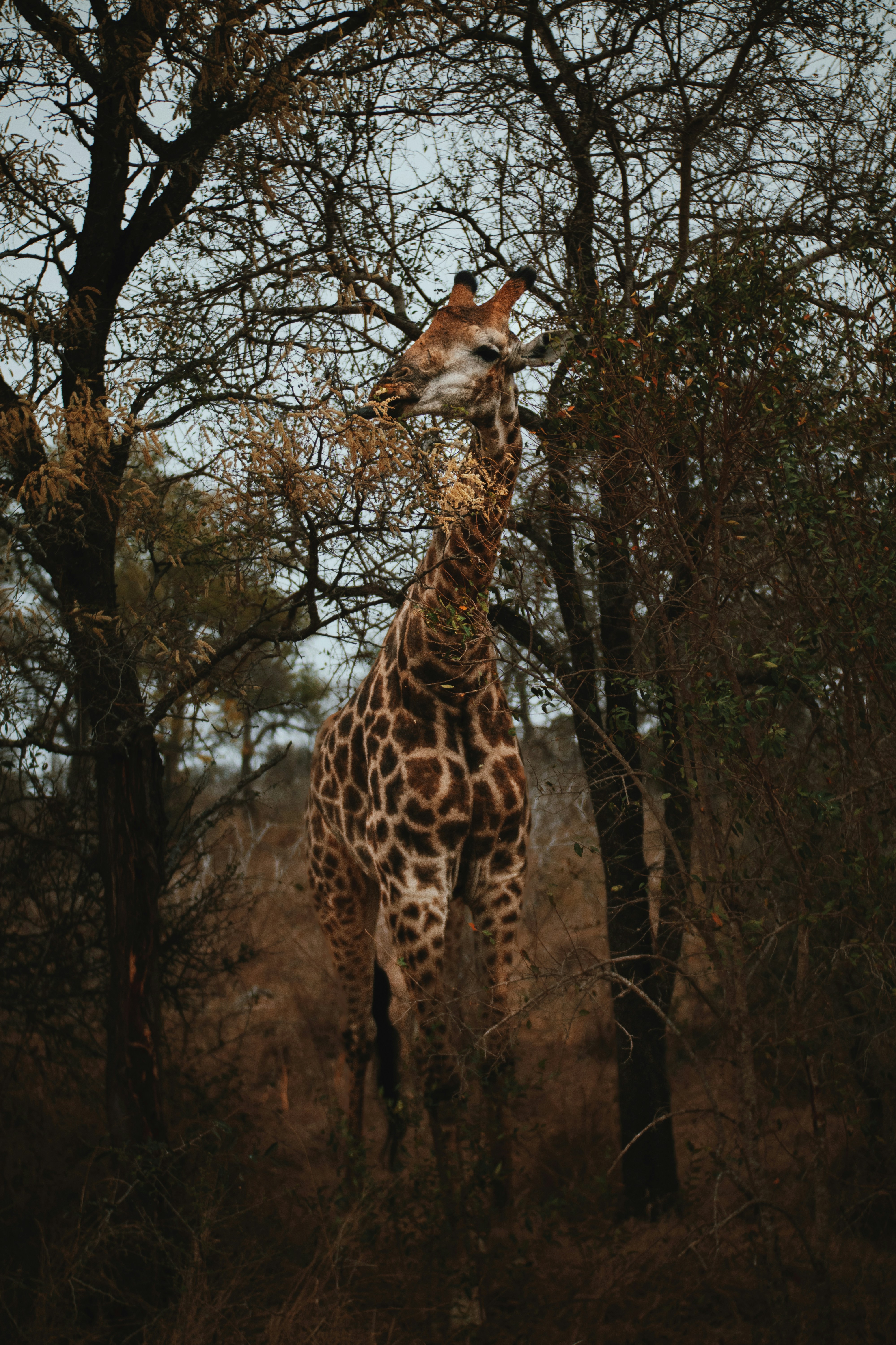 A giraffe standing in the middle of a forest photo – Free Land Image on ...