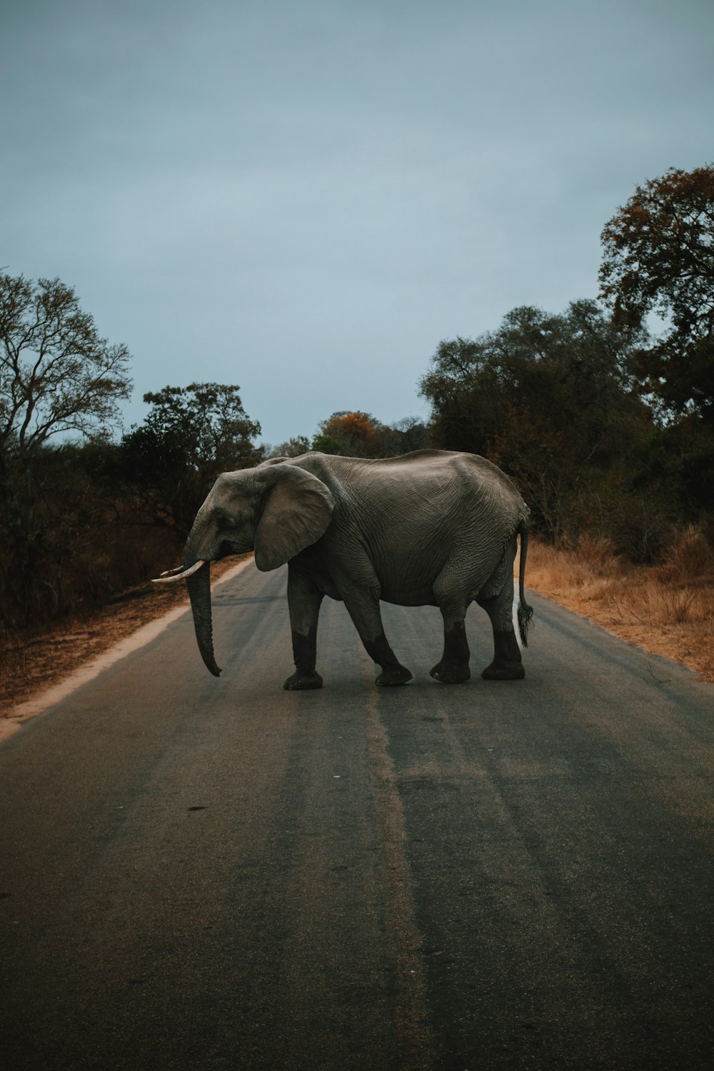 an elephant crossing the road in front of a car