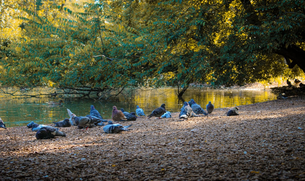 a flock of birds sitting on the ground next to a body of water