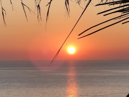 the sun is setting over the ocean with a palm tree in the foreground
